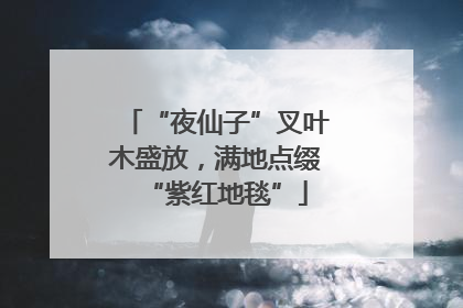 “夜仙子”叉叶木盛放，满地点缀“紫红地毯”