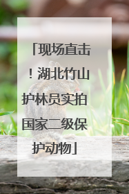 现场直击！湖北竹山护林员实拍国家二级保护动物