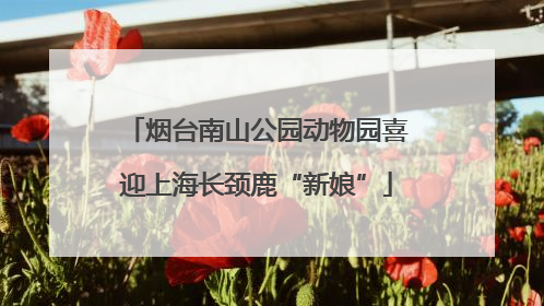 烟台南山公园动物园喜迎上海长颈鹿“新娘”