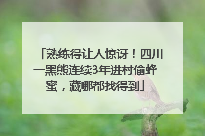 熟练得让人惊讶！四川一黑熊连续3年进村偷蜂蜜，藏哪都找得到