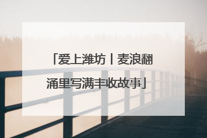 爱上潍坊丨麦浪翻涌里写满丰收故事