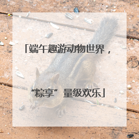 端午趣游动物世界，“粽享”量级欢乐