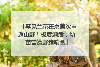 罕见兰花在京首次重返山野！极度濒危，幼苗曾遭野猪啃食