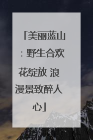 美丽蓝山：野生合欢花绽放 浪漫景致醉人心