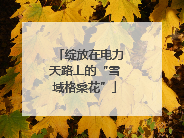 绽放在电力天路上的“雪域格桑花”