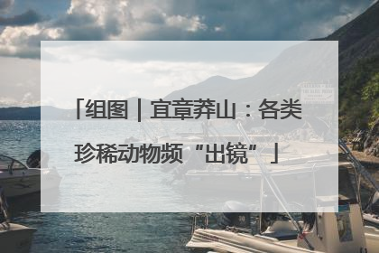 组图｜宜章莽山：各类珍稀动物频“出镜”