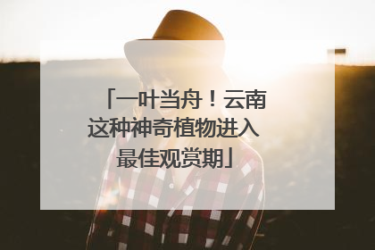 一叶当舟！云南这种神奇植物进入最佳观赏期