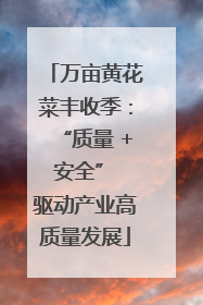 万亩黄花菜丰收季：“质量 + 安全” 驱动产业高质量发展