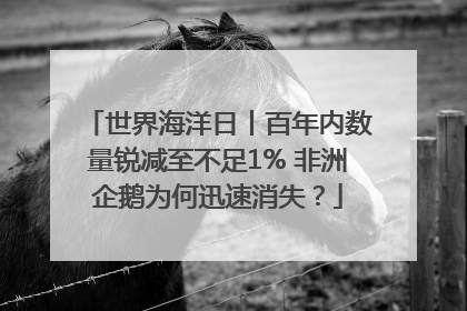 世界海洋日丨百年内数量锐减至不足1% 非洲企鹅为何迅速消失？
