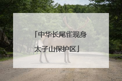 中华长尾雀现身太子山保护区