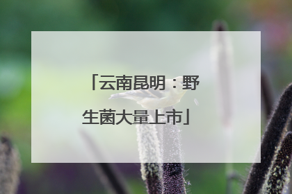云南昆明：野生菌大量上市