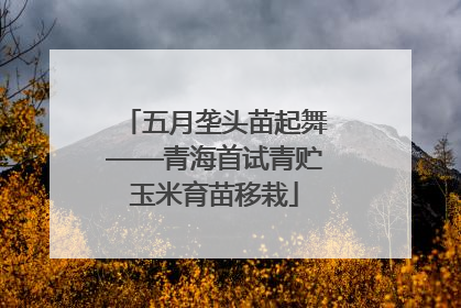五月垄头苗起舞——青海首试青贮玉米育苗移栽