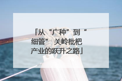 从“广种”到“细管” 关岭枇杷产业的跃升之路