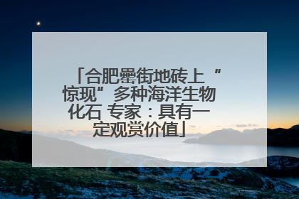 合肥罍街地砖上“惊现”多种海洋生物化石 专家：具有一定观赏价值