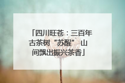 四川旺苍：三百年古茶树“苏醒” 山间飘出振兴茶香