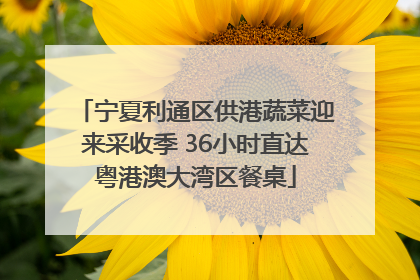 宁夏利通区供港蔬菜迎来采收季 36小时直达粤港澳大湾区餐桌