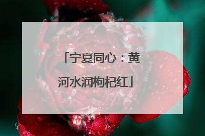 宁夏同心：黄河水润枸杞红
