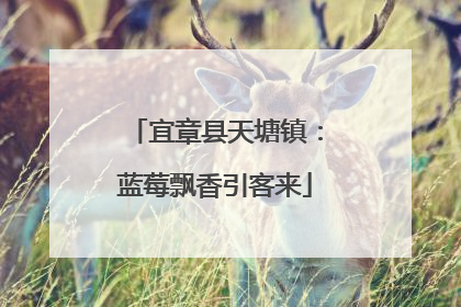 宜章县天塘镇：蓝莓飘香引客来