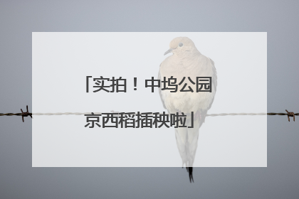 实拍！中坞公园京西稻插秧啦