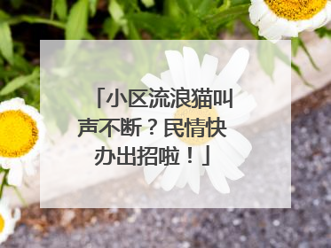 小区流浪猫叫声不断？民情快办出招啦！