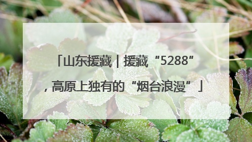 山东援藏｜援藏“5288”，高原上独有的“烟台浪漫”