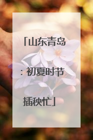 山东青岛：初夏时节插秧忙