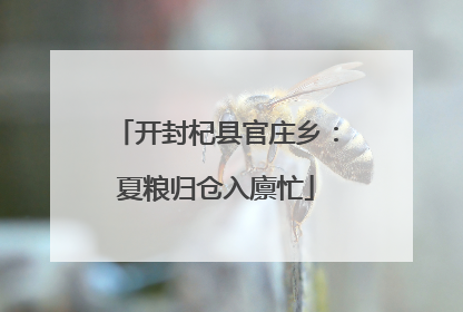 开封杞县官庄乡：夏粮归仓入廪忙