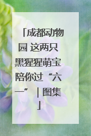 成都动物园 这两只黑猩猩萌宝陪你过“六一”｜图集