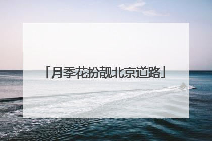 月季花扮靓北京道路