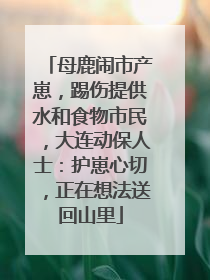母鹿闹市产崽，踢伤提供水和食物市民，大连动保人士：护崽心切，正在想法送回山里