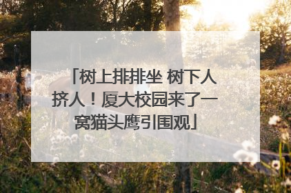 树上排排坐 树下人挤人！厦大校园来了一窝猫头鹰引围观