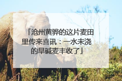 沧州黄骅的这片麦田里传来喜讯：一水未浇的旱碱麦丰收了