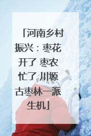 河南乡村振兴：枣花开了 枣农忙了 川塬古枣林一派生机