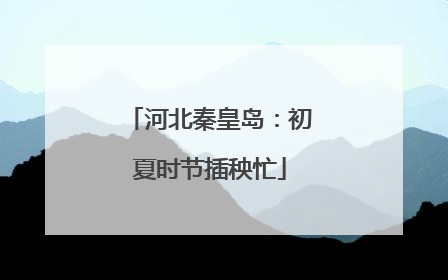 河北秦皇岛：初夏时节插秧忙