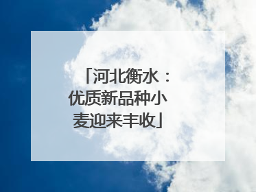 河北衡水：优质新品种小麦迎来丰收