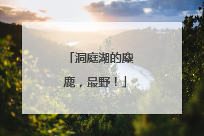 洞庭湖的麋鹿，最野！
