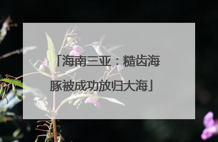 海南三亚：糙齿海豚被成功放归大海