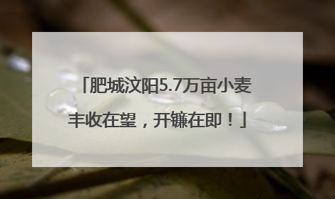 肥城汶阳5.7万亩小麦丰收在望，开镰在即！