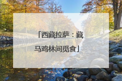 西藏拉萨：藏马鸡林间觅食