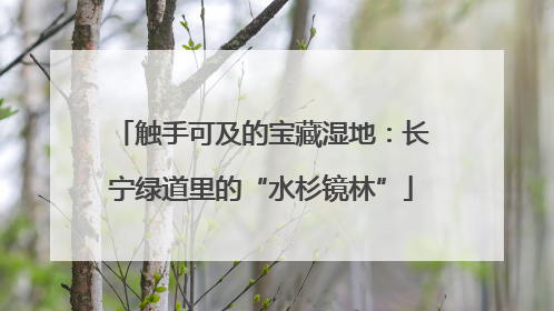 触手可及的宝藏湿地：长宁绿道里的“水杉镜林”