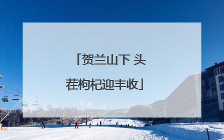 贺兰山下 头茬枸杞迎丰收