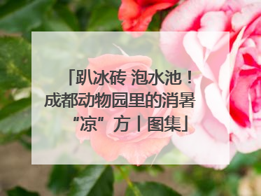 趴冰砖 泡水池！成都动物园里的消暑“凉”方丨图集
