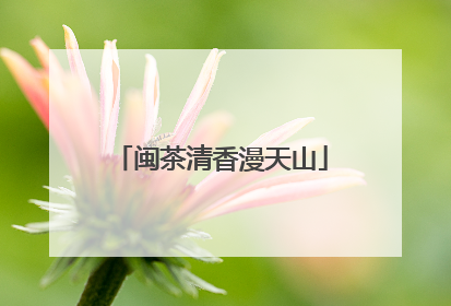 闽茶清香漫天山