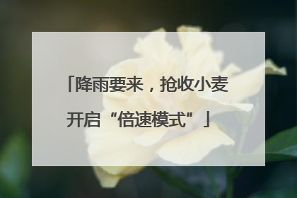 降雨要来，抢收小麦开启“倍速模式”