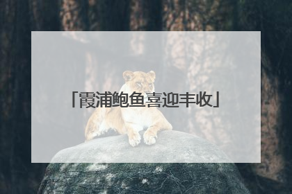 霞浦鲍鱼喜迎丰收