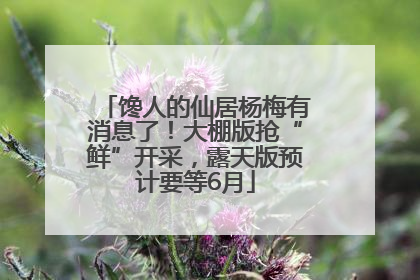 馋人的仙居杨梅有消息了！大棚版抢“鲜”开采，露天版预计要等6月