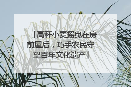 高秆小麦摇曳在房前屋后，巧手农民守望百年文化遗产