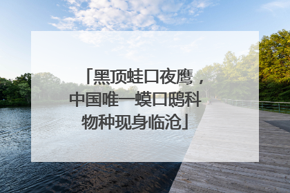 黑顶蛙口夜鹰，中国唯一蟆口鸱科物种现身临沧
