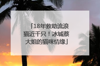 18年救助流浪猫近千只！冰城蔡大姐的猫咪情缘