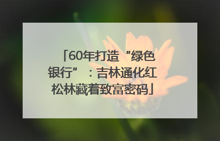 60年打造“绿色银行”：吉林通化红松林藏着致富密码